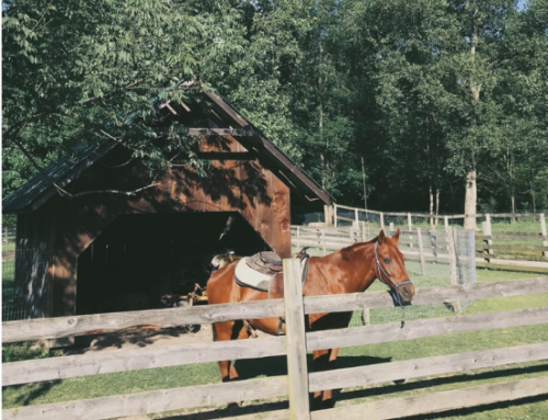 Espaço para seus cavalos