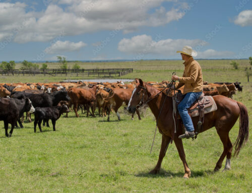 Open EQUESTER de Ranch Sorting