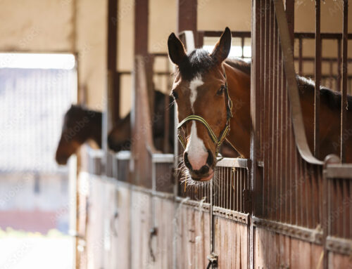 Copa CHBV de Ranch Sorting e Team Penning 2025