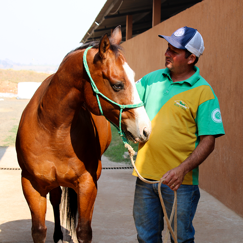 Treinador Davó Um homem segurando uma sela enquanto a coloca em um cavalo marrom. O cavalo está equipado com uma manta colorida, e ao fundo há árvores, sugerindo um ambiente ao ar livre.
